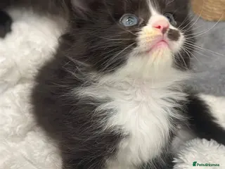 Maine Coon cats 🐾 Fluffy Maine coon dad is registered 🐾 - Advert 5