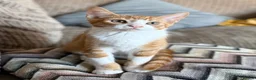 Domestic Shorthair cats for sale: Beautiful Family Friendly Kitten For A New Home - Advert 2