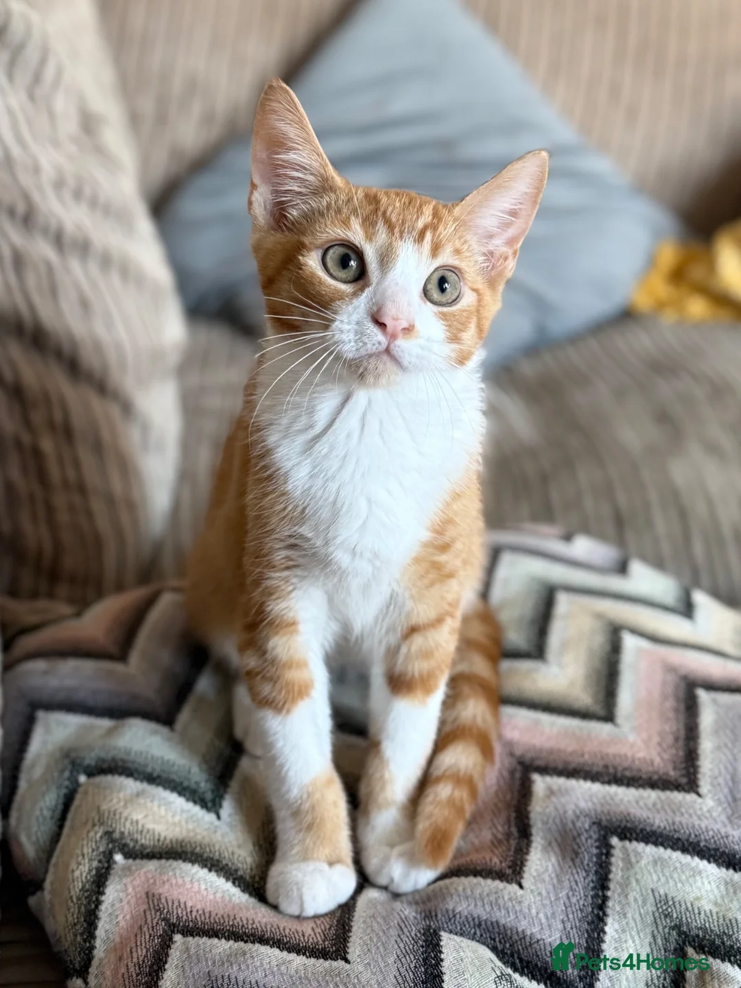 Domestic Shorthair cats for sale: Beautiful Family Friendly Kitten For A New Home - Advert 2