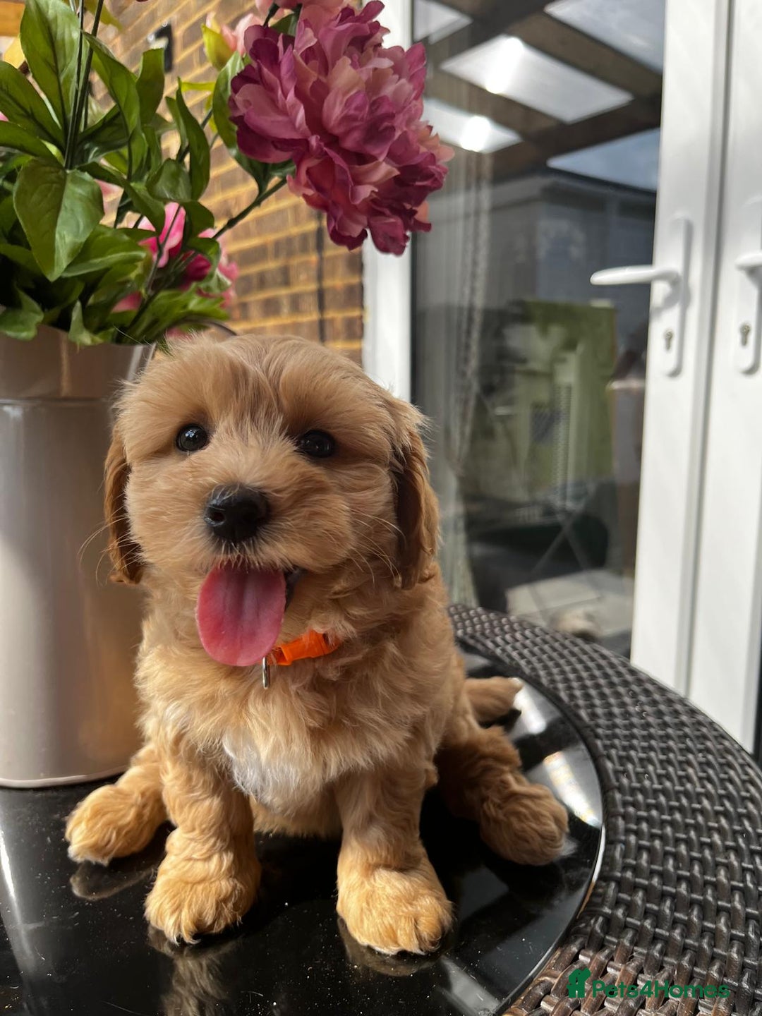 Maltipoo dogs for sale: Adorable Maltipoo  - Image 13