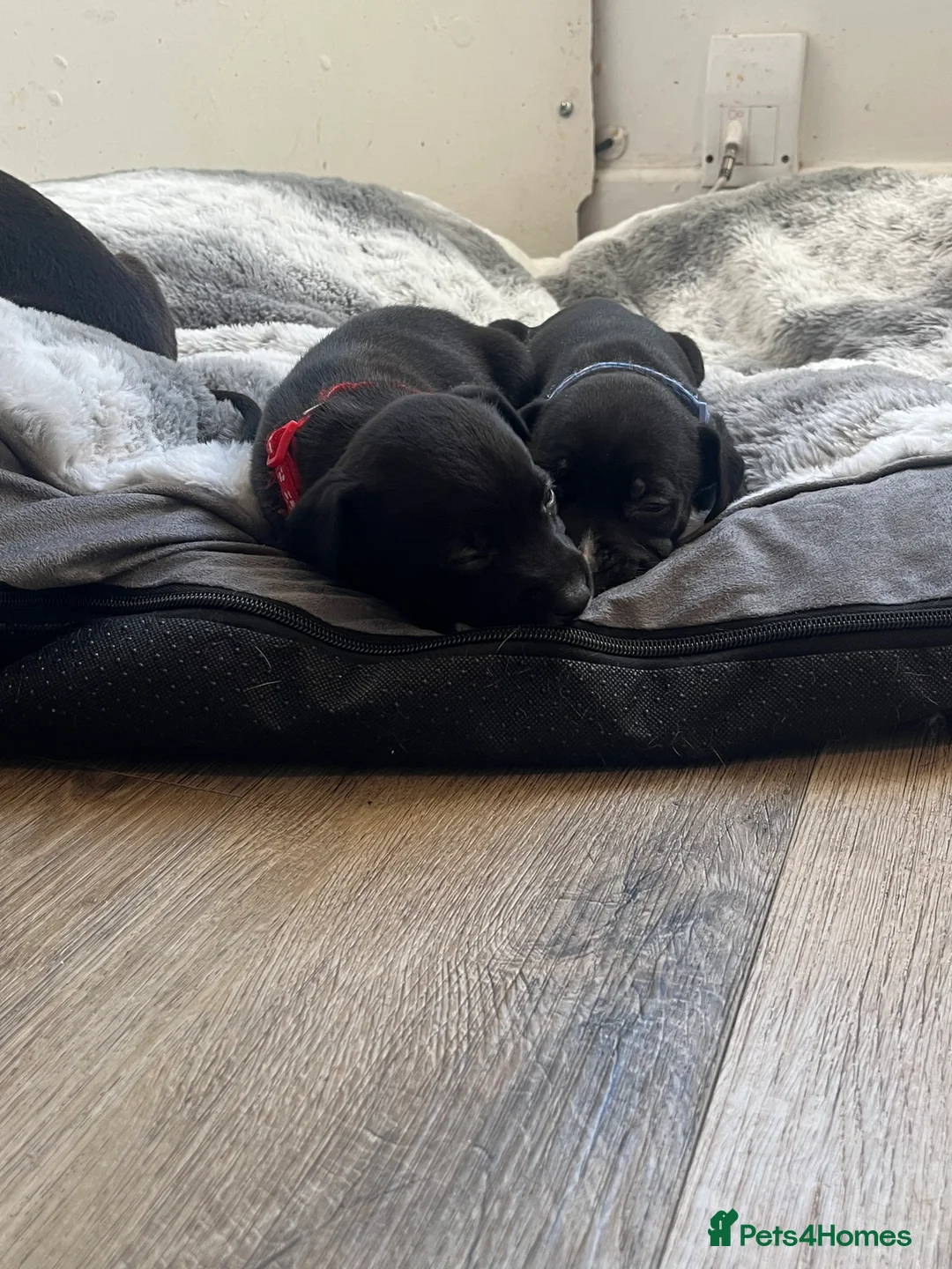 Mixed Breed dogs for sale: 2 Lurcher x Staffy pups left - READY TO LEAVE! - Advert 7
