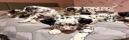 Dalmatian dogs for sale: 🐾 Beautiful Dalmatian Puppies 🐶  - Advert 29
