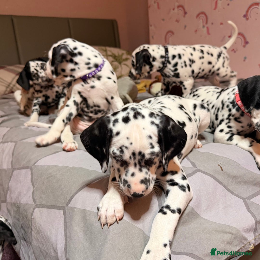 Dalmatian dogs for sale: 🐾 Beautiful Dalmatian Puppies 🐶  - Advert 29