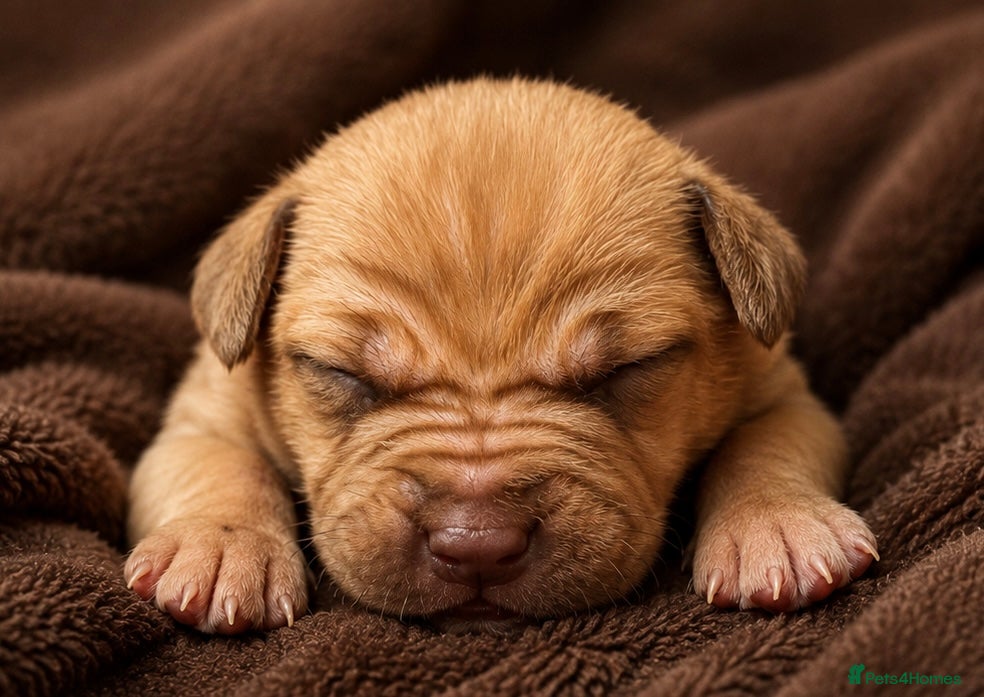 Mixed Breed dogs North American mastiff X boerboel  - Advert 2