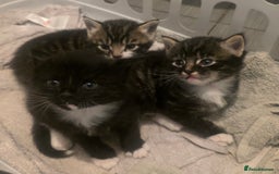 Domestic Shorthair cats for sale: Three beautiful boys ready to leave  - Image 4