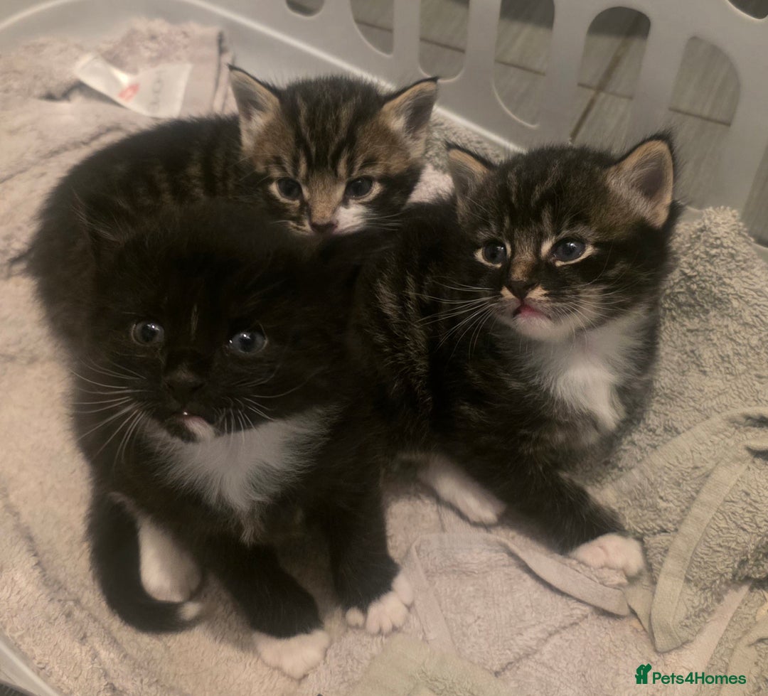 Domestic Shorthair cats for sale: Three beautiful boys ready to leave  - Image 4