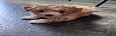 Male Beige 