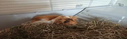 Guinea Pig rodents for sale: Male Guinea pig for sale  - Advert 1