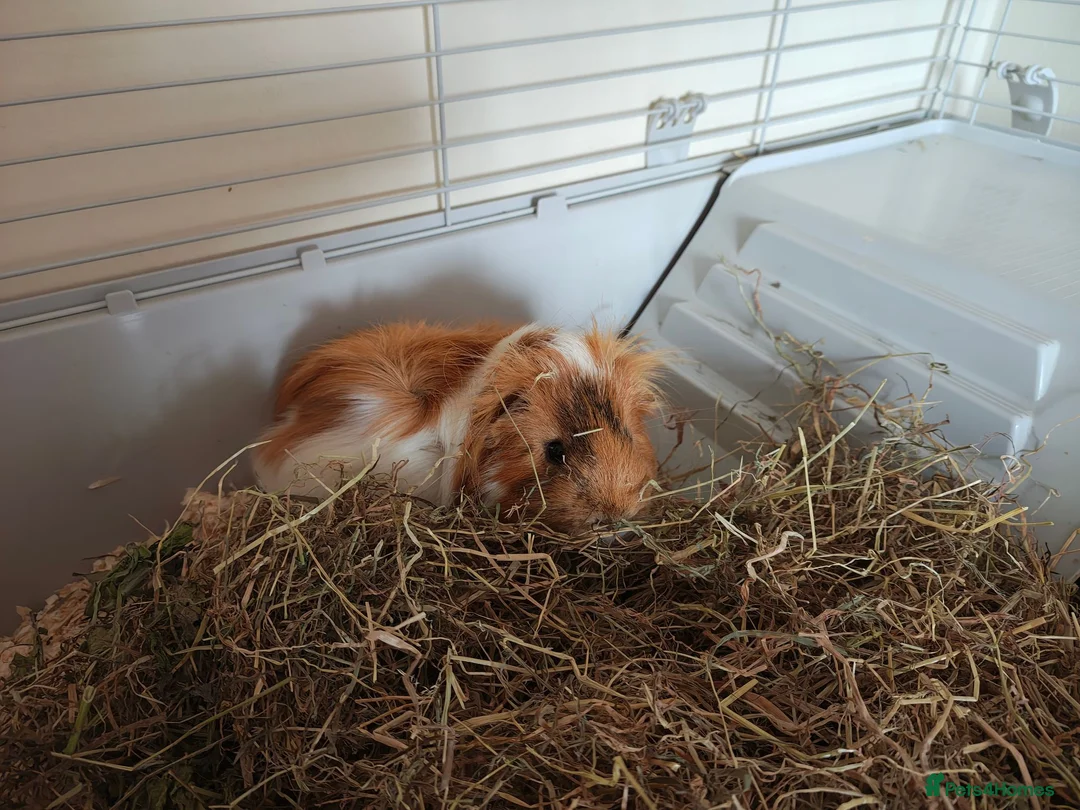 Guinea Pig rodents for sale: Male Guinea pig for sale  - Advert 1