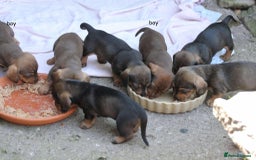 Dachshund dogs for sale: Stunning wired hair mini daxis  - Image 8