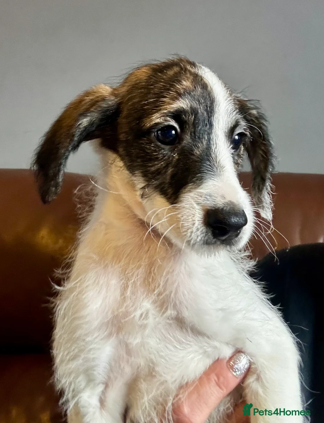 Mixed Breed dogs for sale: Whippet x Poodle READY NOW - Advert 30