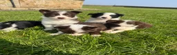 Border Collie dogs for sale: STUNNING LITTER OF 8 BORDER COLLIE PUPPYS  - Advert 12