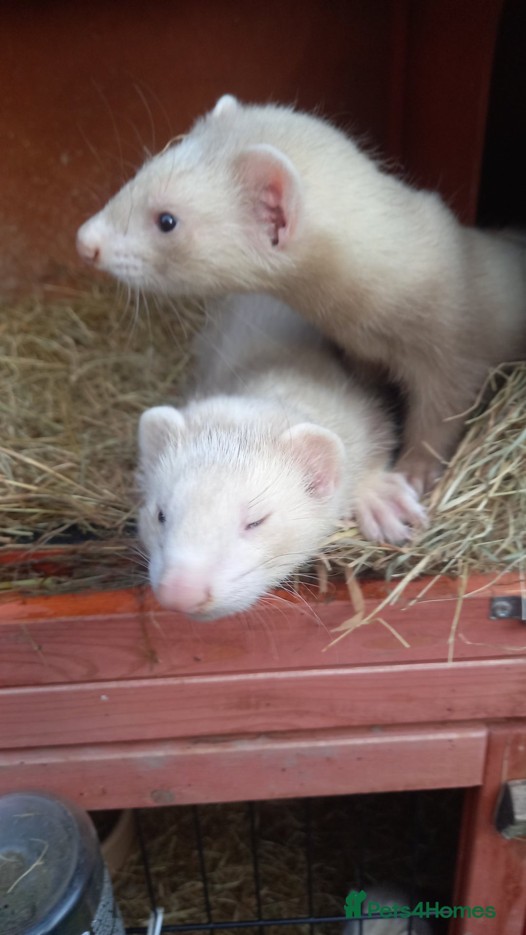 Ferret rodents for sale: Ferrets for sale  - Image 4