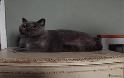 British Shorthair cats for sale: Beautiful British Shorthair  - Image 12