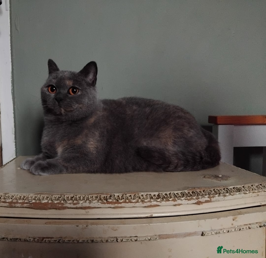 British Shorthair cats for sale: Beautiful British Shorthair  - Image 12