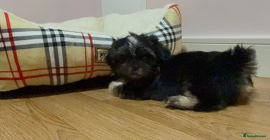 Shih Tzu dogs - Advert 5