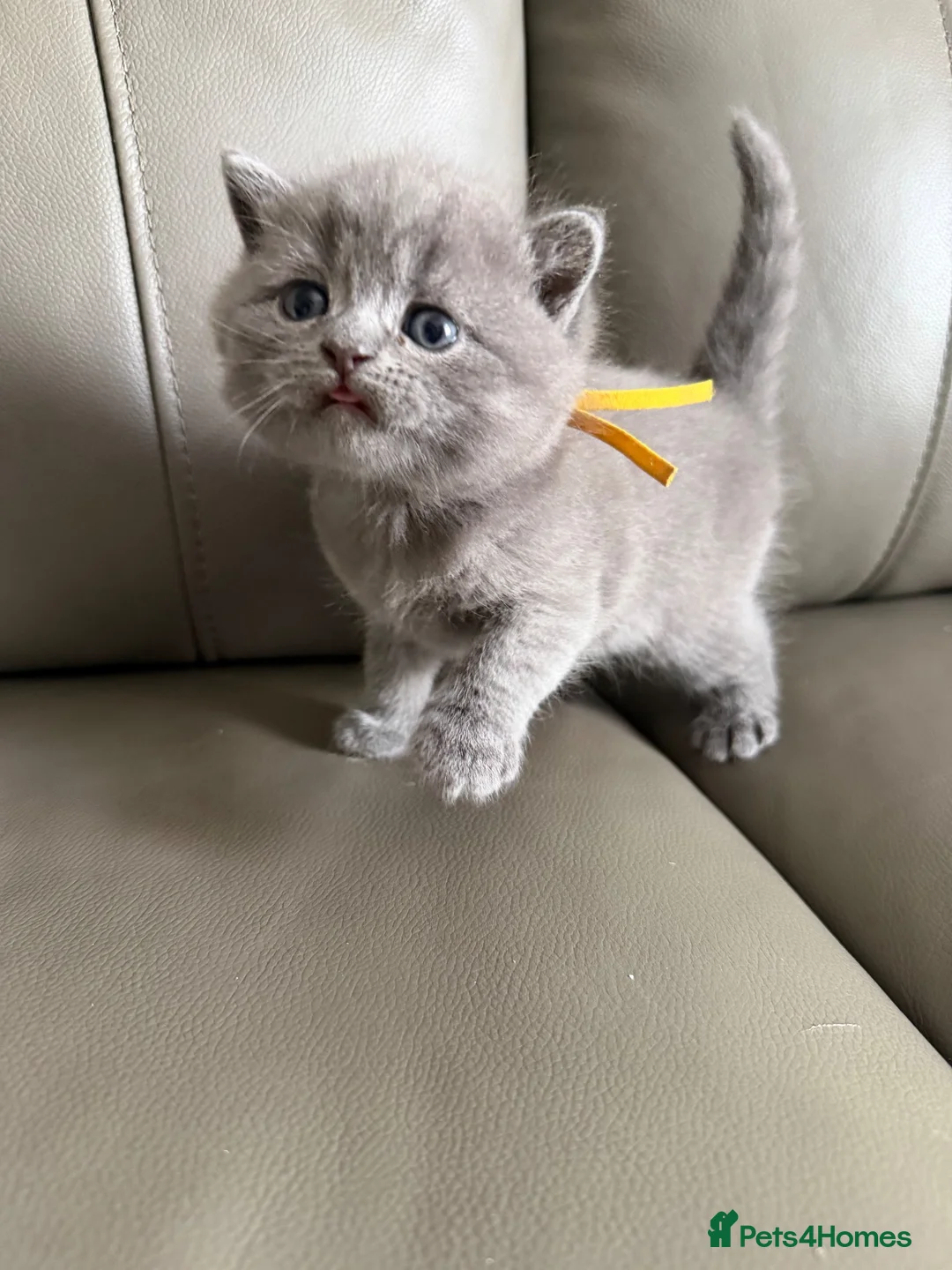British Shorthair cats for sale: Stunning litter of British shorthair kittens!!! in Bridgend - Advert 9