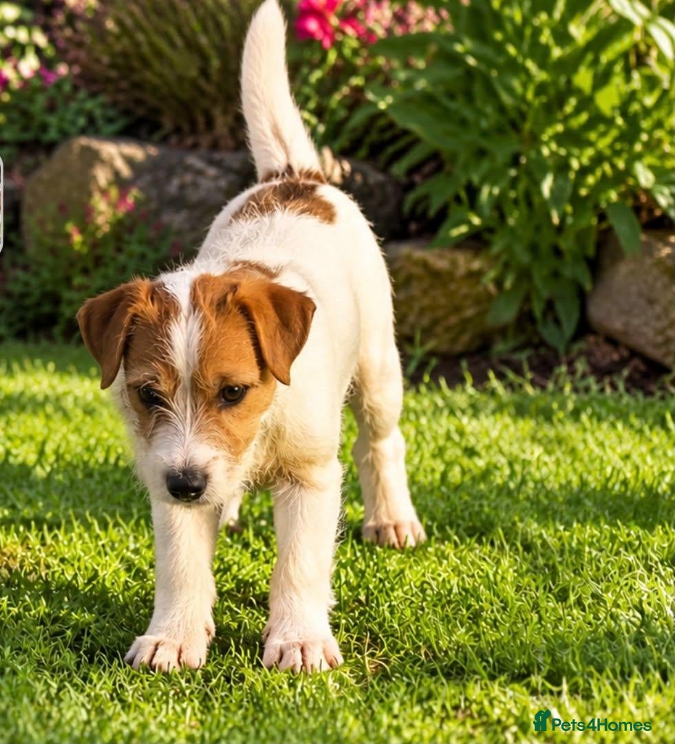 Parson Russell dogs for sale: BEAUTIFUL PARSON TERRIERS 2 FEMALES AVAILABLE - Advert 15