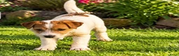 Parson Russell dogs for sale: BEAUTIFUL PARSON TERRIERS 2 FEMALES AVAILABLE - Advert 1