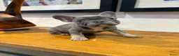 French Bulldog dogs for sale: French bulldog puppies - Advert 19