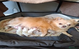 Chihuahua dogs for sale: Chihuahua puppies for sale - Image 1