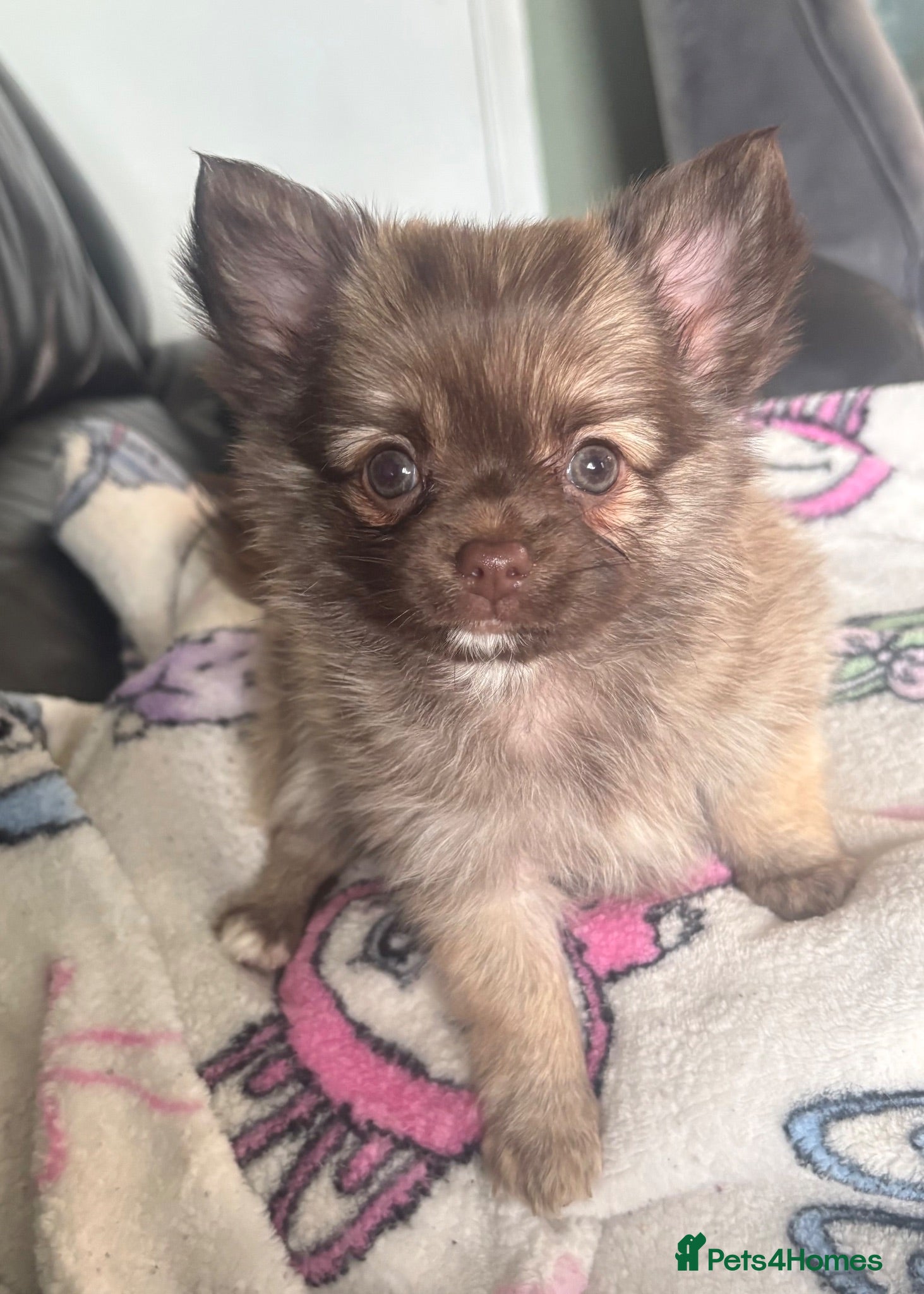 Chihuahua dogs Ready 27/7 stunning long haired chihuahua puppy  - Advert 8