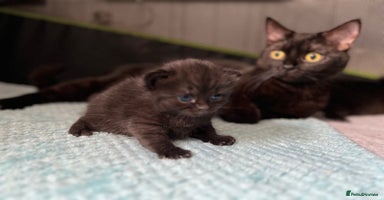 British Shorthair cats - Advert 3