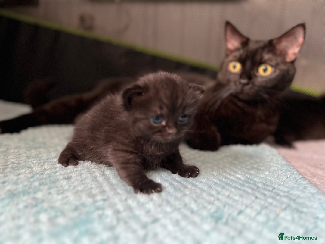 British Shorthair cats for sale: Two Diminutive Overlords Seeking Human Staff - Image 3