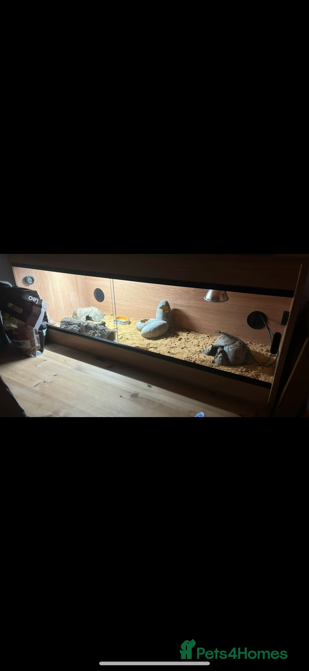 Leopard Gecko reptiles for sale: Male leopard gecko - Advert 2