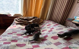 Domestic Shorthair cats for sale: Kittens  - Image 5