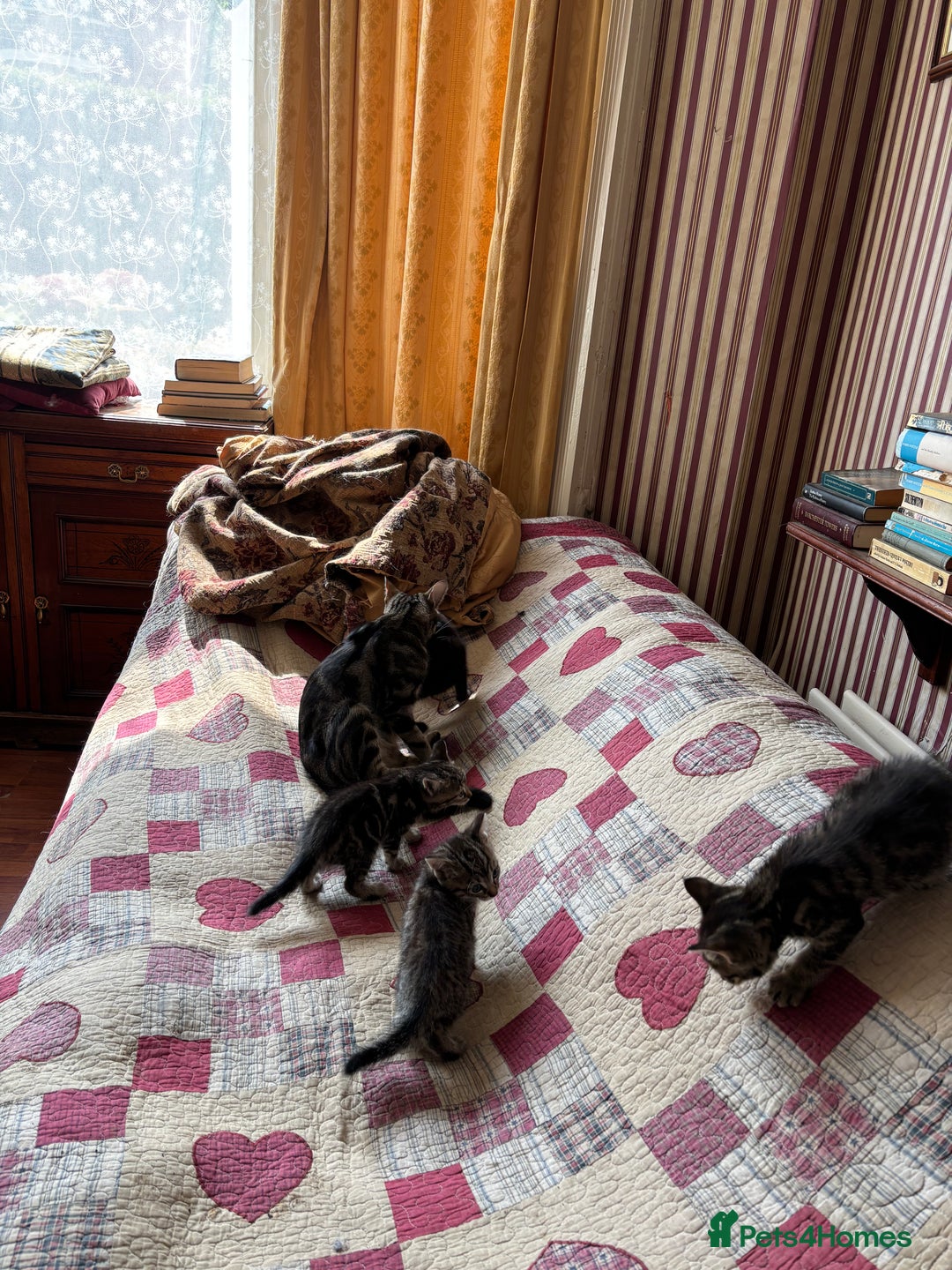 Domestic Shorthair cats for sale: Kittens  - Image 5