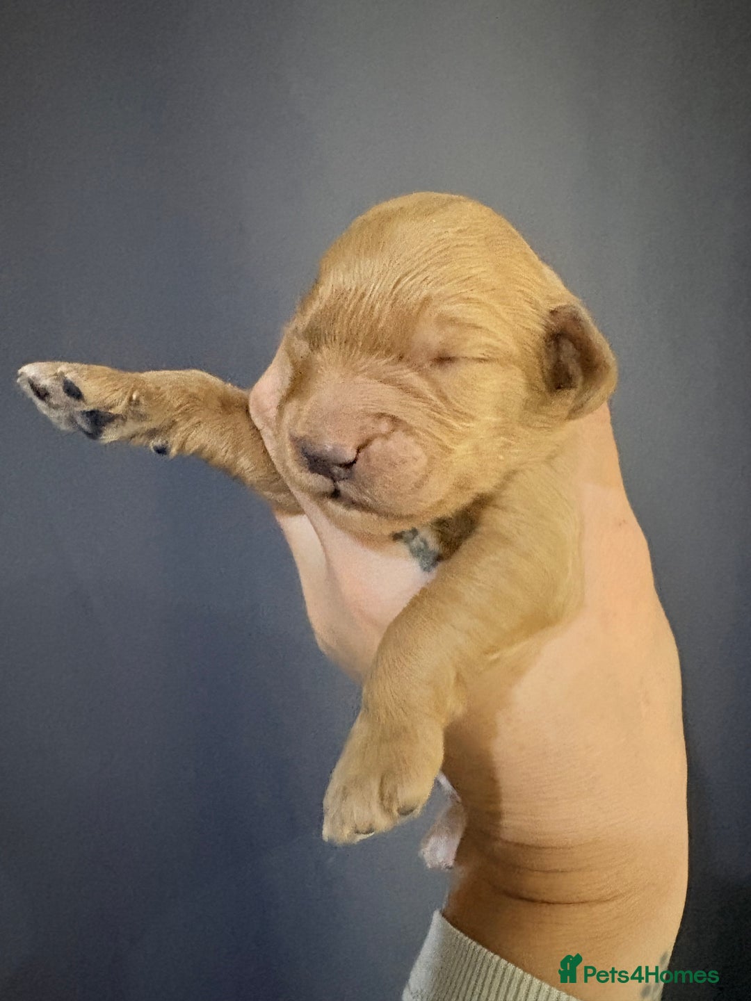 Goldendoodle dogs for sale: Superb litter of Mini Goldendoodle puppies  - Image 23