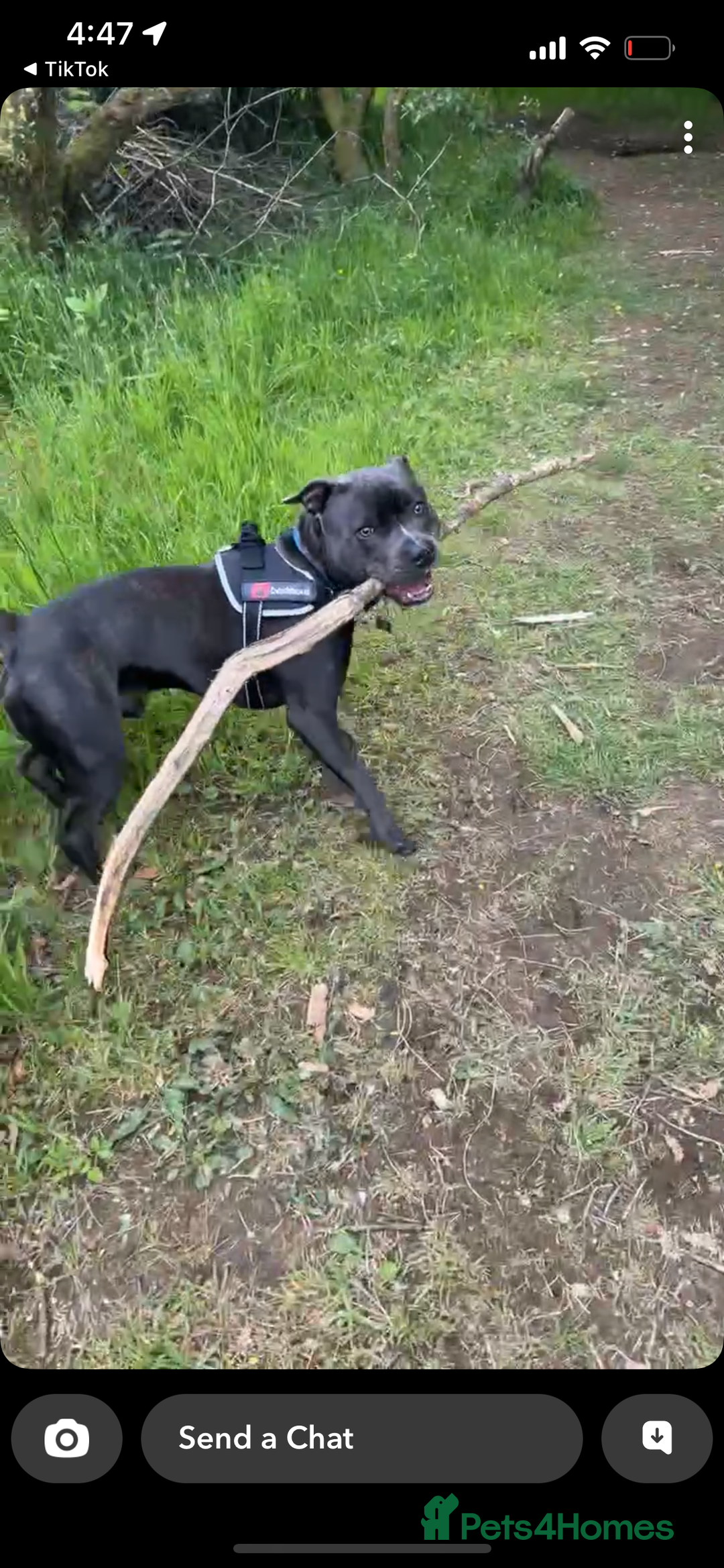 Staffordshire Bull Terrier dogs for sale: Reggie - 2 year old blue/brindle staffy  - Image 9