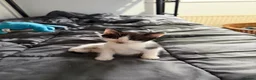 Mixed Breed cats for sale: 3 kittens looking for new laps  - Advert 6