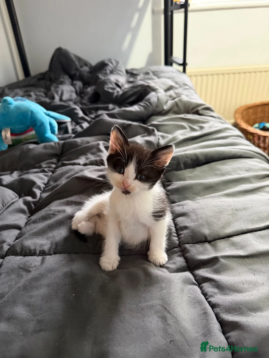 Mixed Breed cats for sale: 3 kittens looking for new laps  - Advert 6