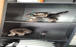 Mixed Breed cats for sale: 5 beautiful kitten ready to go. (Price negotiable) - Image 10