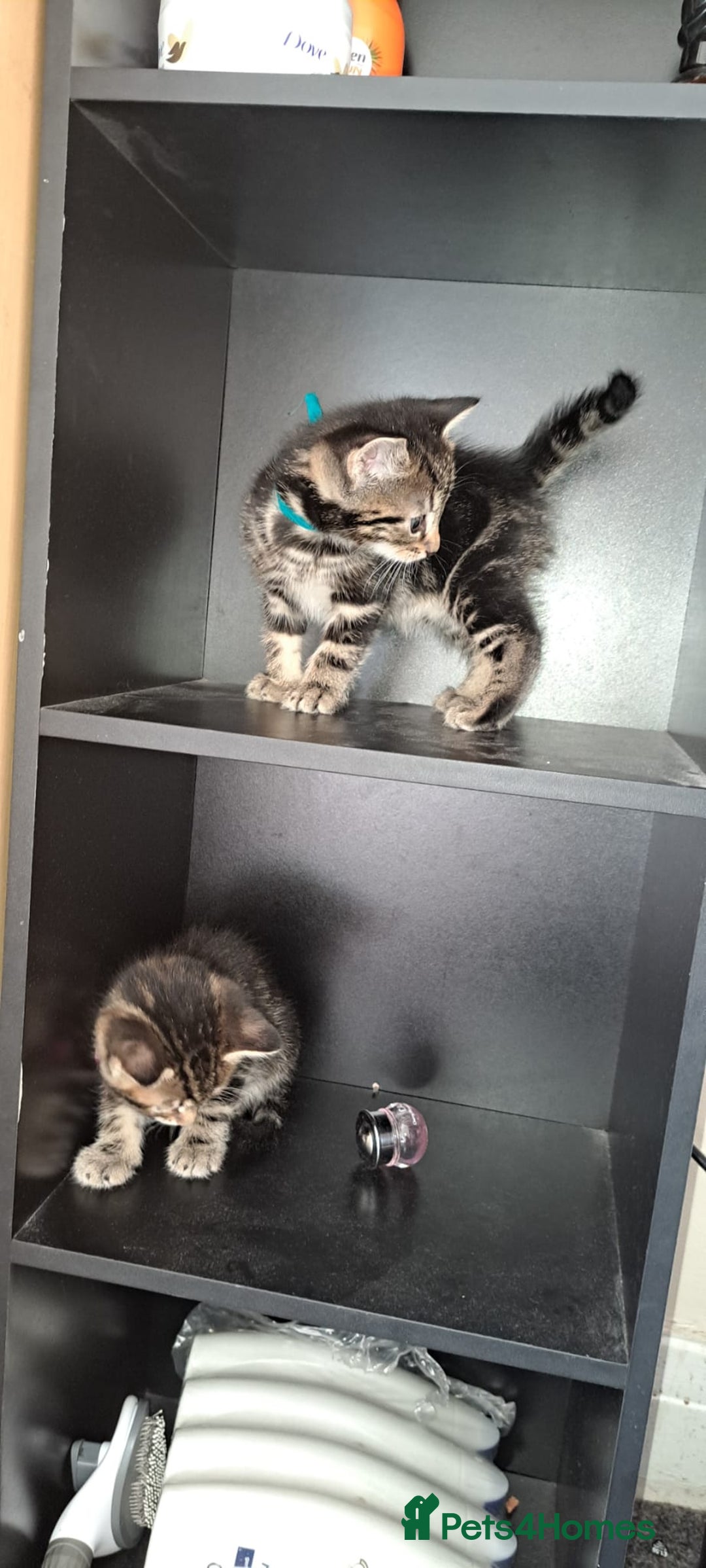 Mixed Breed cats for sale: 5 beautiful kitten ready to go. (Price negotiable) - Image 10