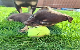 Chihuahua dogs for sale: 4 stunning chocolate and tan chihuahua puppys. - Image 16