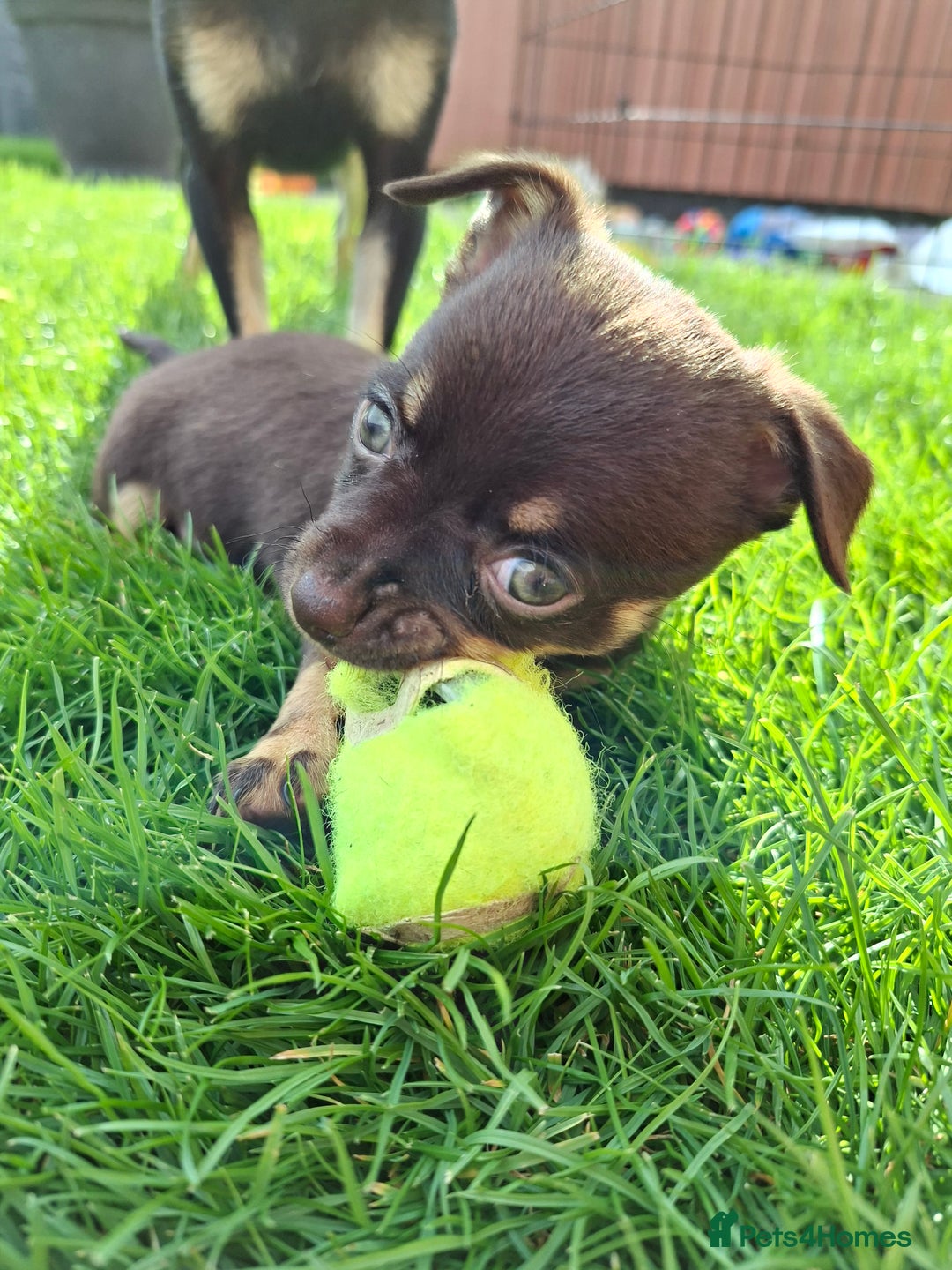 Chihuahua dogs for sale: 4 stunning chocolate and tan chihuahua puppys. - Image 16