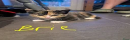 Domestic Shorthair cats for sale: Kittens - Advert 12