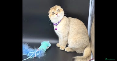 Scottish Fold cats Beautiful TICA Registered Scottish Girl Kittens - Advert 6