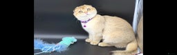 Scottish Fold cats for sale: Beautiful TICA Registered Scottish Girl Kittens - Advert 8