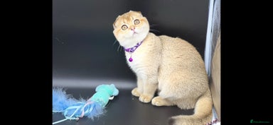 Scottish Fold cats Beautiful TICA Registered Scottish Girl Kittens - Advert 3