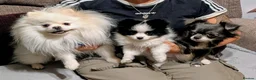 Pomchi dogs for sale: Stunning Male pomchi - Advert 3