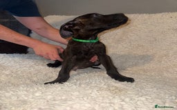 Cane Corso dogs for sale: Beautiful Litter Of Cane Corso Puppys - Image 7