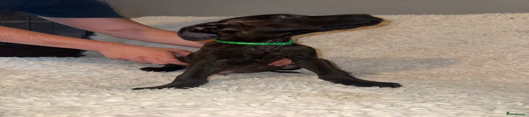 Cane Corso Puppy 1