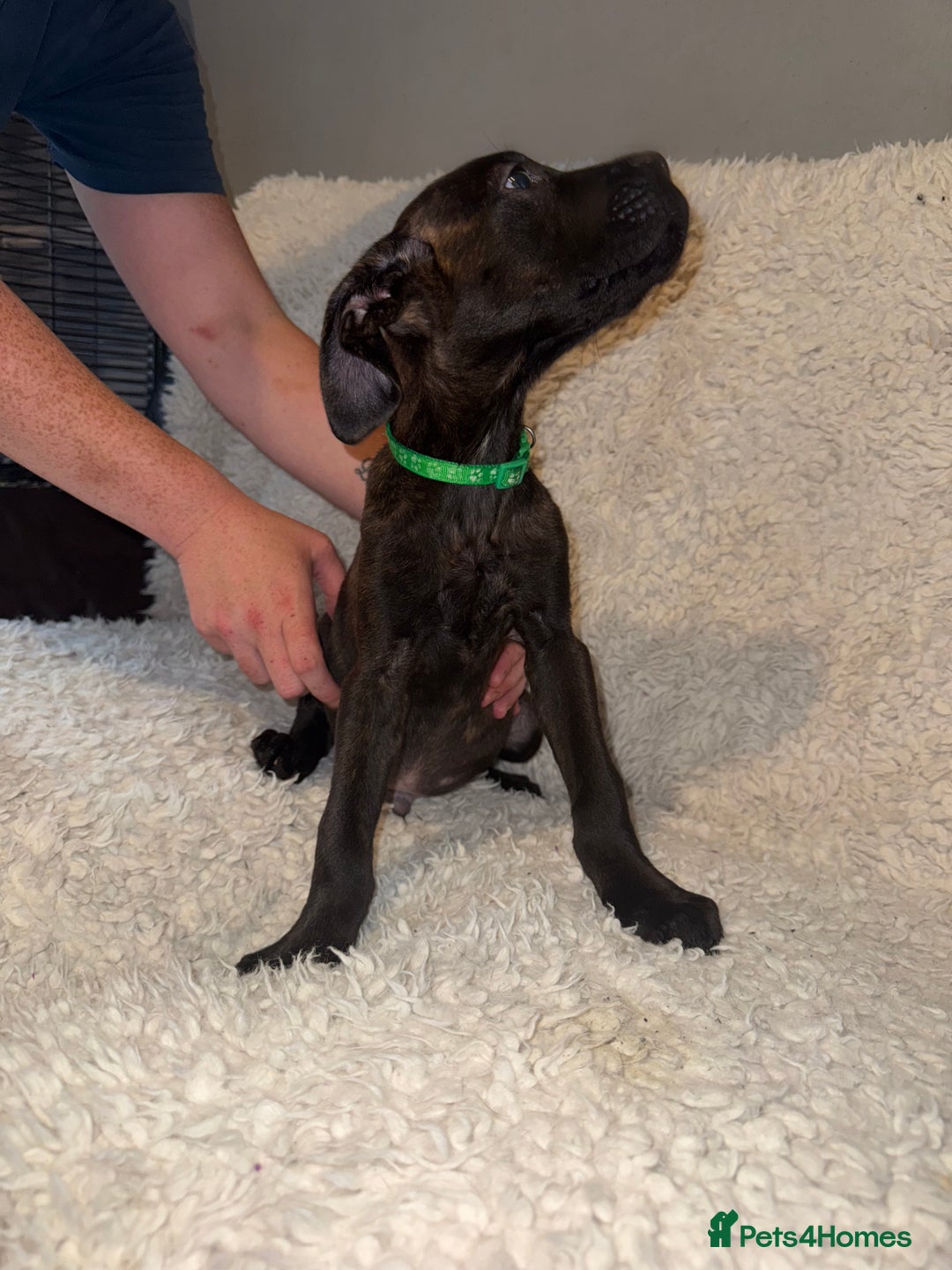 Cane Corso dogs for sale: Beautiful Litter Of Cane Corso Puppys - Image 7