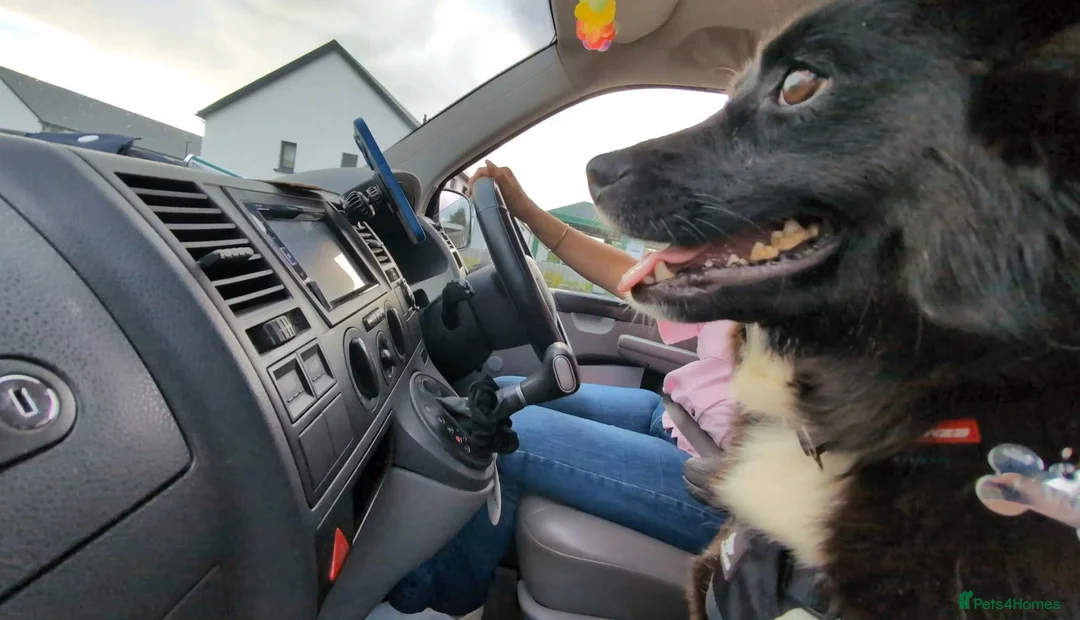 Mixed Breed dogs for adoption: 🏡 Carla ❤️ Ready for Forever - Advert 2