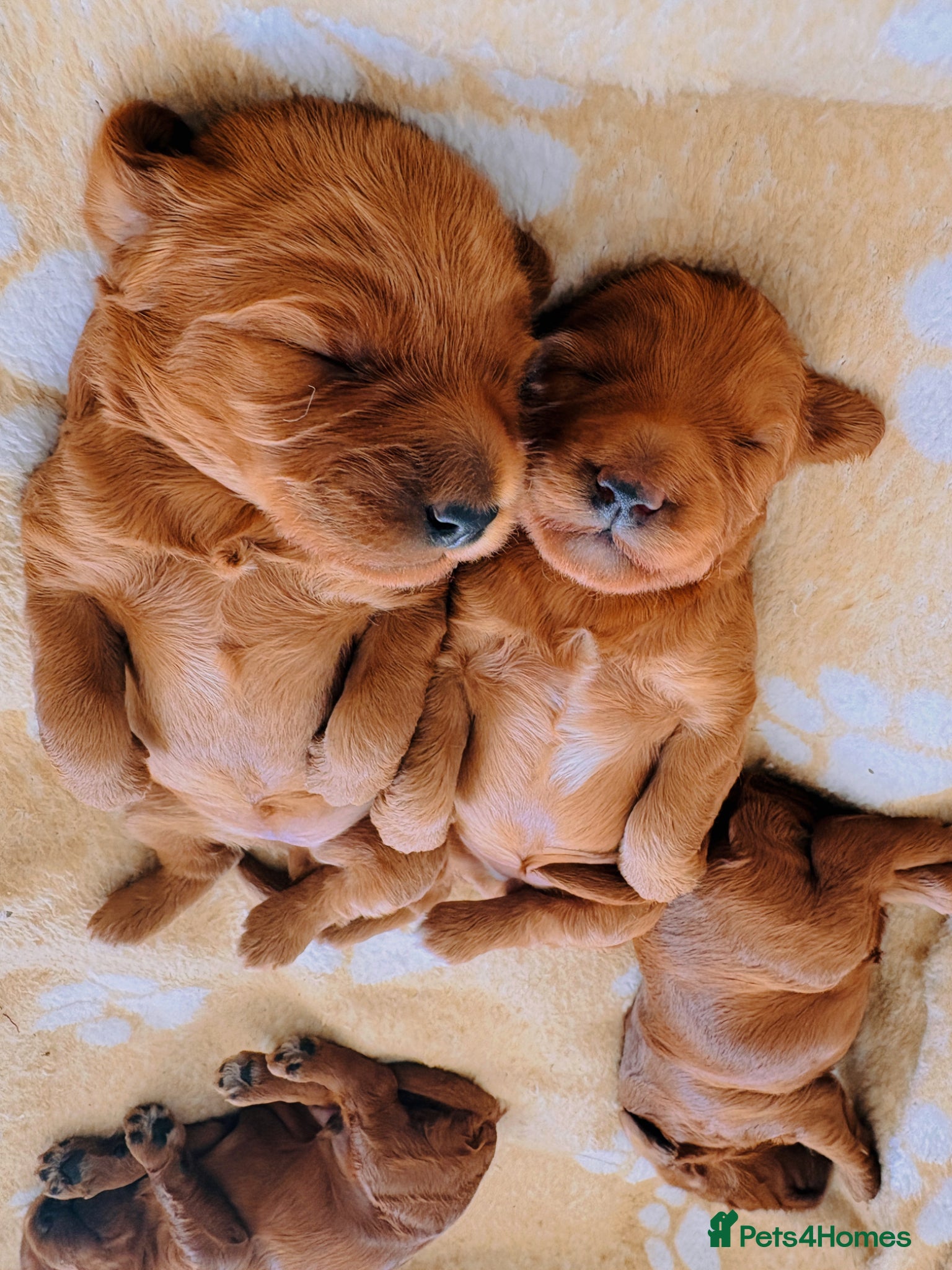 Australian Labradoodle dogs for sale: Stunning Mini Australian Labradoodles Puppies 🐾 - Advert 6