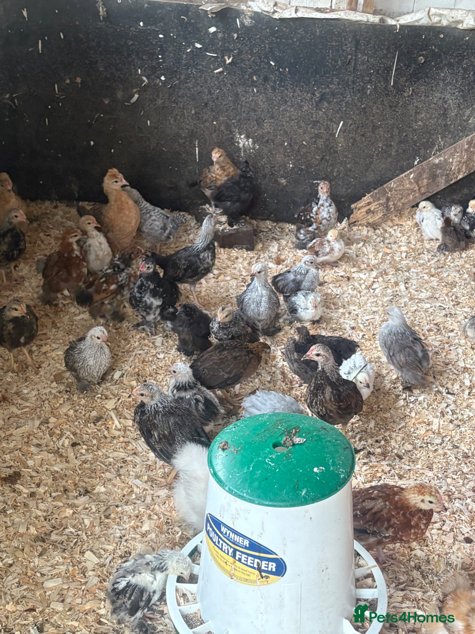 Chickens poultry Pekins silver laced Wyandotte silkies - Advert 1